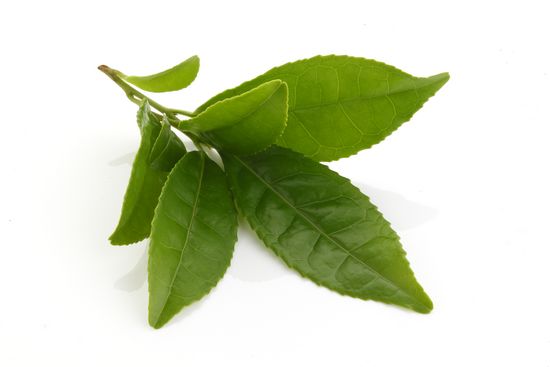 Eau de feuille d'arbre à thé (melaleuca alternifolia leaf water)