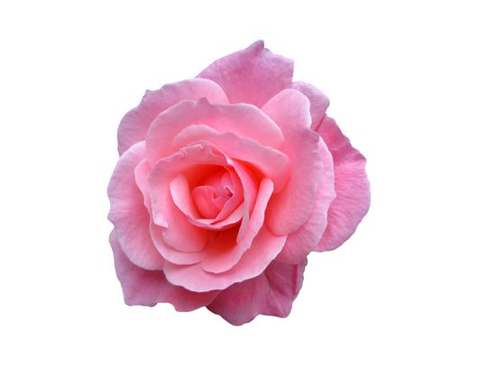 Eau florale de rose de damas (rosa damascena flower water)
